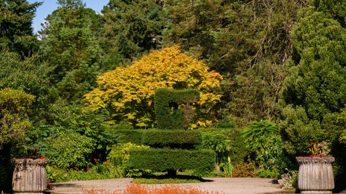 Sculpted harp hedge in the Shamrock Garden